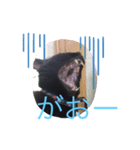 黒猫ミロ（個別スタンプ：3）