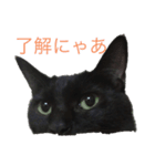 黒猫ミロ（個別スタンプ：4）