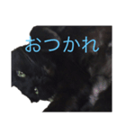 黒猫ミロ（個別スタンプ：6）
