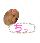 だいたいでいいほりどめ（個別スタンプ：1）