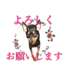 momosakuの日常スタンプ（個別スタンプ：1）