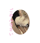 momosakuの日常スタンプ（個別スタンプ：6）