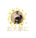 momosakuの日常スタンプ（個別スタンプ：11）