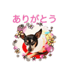 momosakuの日常スタンプ（個別スタンプ：29）