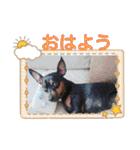 momosakuの日常スタンプ（個別スタンプ：31）