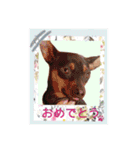 momosakuの日常スタンプ（個別スタンプ：38）
