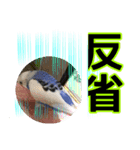 ぴこの語り2（個別スタンプ：1）