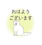 オッドアイキャット（敬語）（個別スタンプ：1）