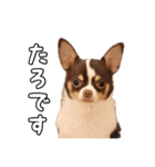 たろのスタンプ ①（個別スタンプ：1）