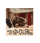 たろのスタンプ ①（個別スタンプ：6）