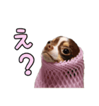 たろのスタンプ ①（個別スタンプ：7）