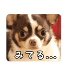 たろのスタンプ ①（個別スタンプ：8）