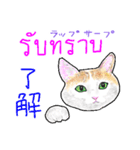 タイ語 ニャンズ（個別スタンプ：6）