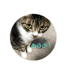 ネコの家族会話（個別スタンプ：1）