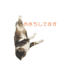 ネコの家族会話（個別スタンプ：2）