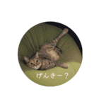 ネコの家族会話（個別スタンプ：15）