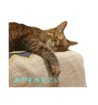 ネコの家族会話（個別スタンプ：16）