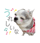 bamuco-chan_stamp（個別スタンプ：1）