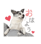 bamuco-chan_stamp（個別スタンプ：9）