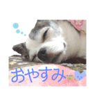 bamuco-chan_stamp（個別スタンプ：10）