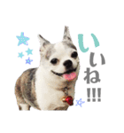 bamuco-chan_stamp（個別スタンプ：12）