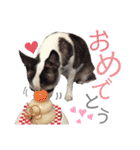 bamuco-chan_stamp（個別スタンプ：14）