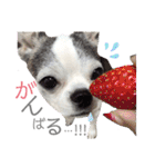 bamuco-chan_stamp（個別スタンプ：15）