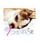 bamuco-chan_stamp（個別スタンプ：16）