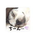 bamuco-chan_stamp（個別スタンプ：17）