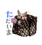 bamuco-chan_stamp（個別スタンプ：18）