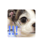 bamuco-chan_stamp（個別スタンプ：21）