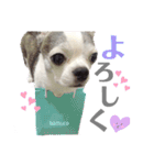 bamuco-chan_stamp（個別スタンプ：22）
