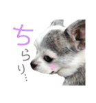 bamuco-chan_stamp（個別スタンプ：23）
