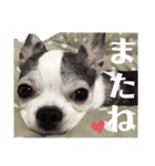 bamuco-chan_stamp（個別スタンプ：24）