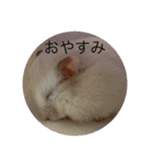 ハムスターの実家 ①（個別スタンプ：20）