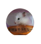 ハムスターの実家 ①（個別スタンプ：22）