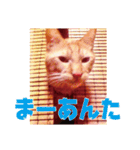 大分弁【中津言葉】キジトラ猫ハナちゃん（個別スタンプ：3）