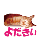 大分弁【中津言葉】キジトラ猫ハナちゃん（個別スタンプ：15）