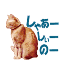 大分弁【中津言葉】キジトラ猫ハナちゃん（個別スタンプ：21）