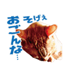 大分弁【中津言葉】キジトラ猫ハナちゃん（個別スタンプ：24）