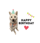 shibainu_1017（個別スタンプ：1）
