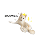 shibainu_1017（個別スタンプ：2）