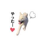 shibainu_1017（個別スタンプ：3）
