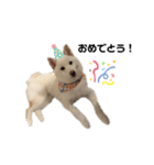 shibainu_1017（個別スタンプ：4）