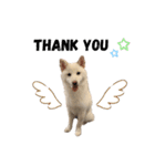 shibainu_1017（個別スタンプ：5）