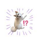 shibainu_1017（個別スタンプ：6）