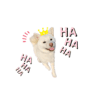shibainu_1017（個別スタンプ：7）