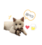 shibainu_1017（個別スタンプ：8）