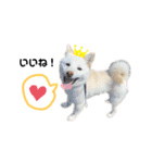 shibainu_1017（個別スタンプ：9）