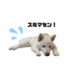 shibainu_1017（個別スタンプ：10）